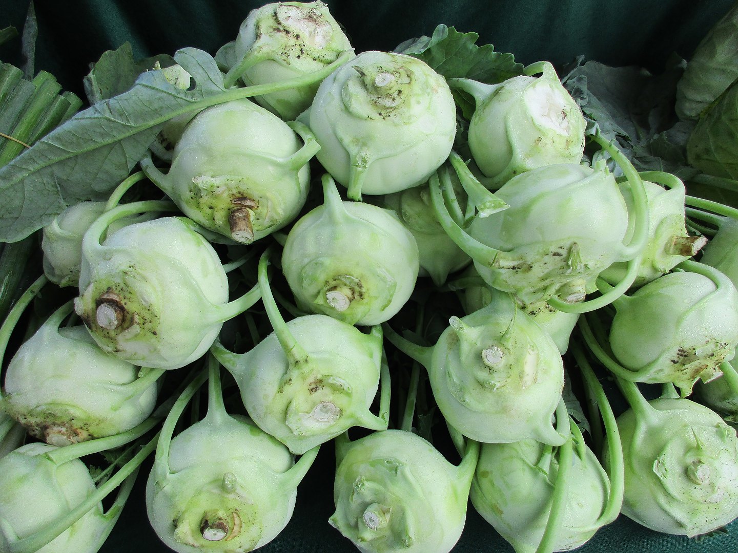 Kohlrabi