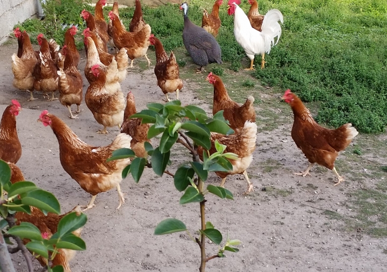 Alles vom Huhn und Hähnchen