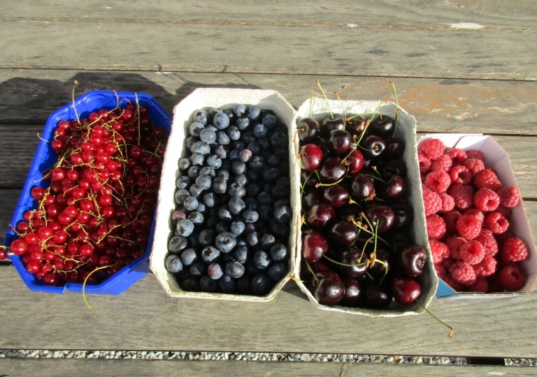 beeren-kirschen